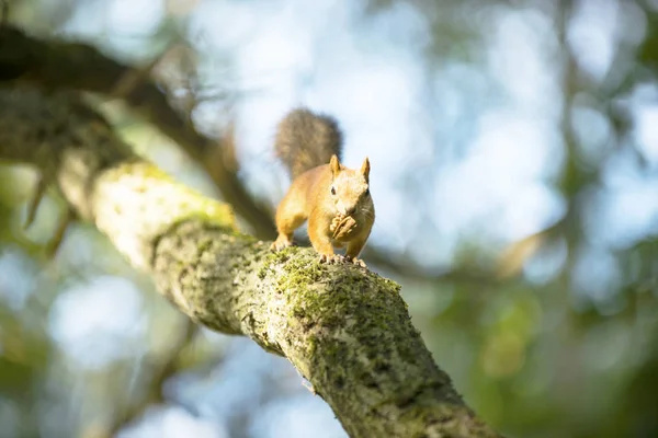 Squirrel Tree Oak Eats Walnut — Stock Photo, Image