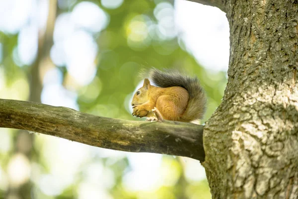 Ardilla Roble Árbol Come Nuez — Foto de Stock