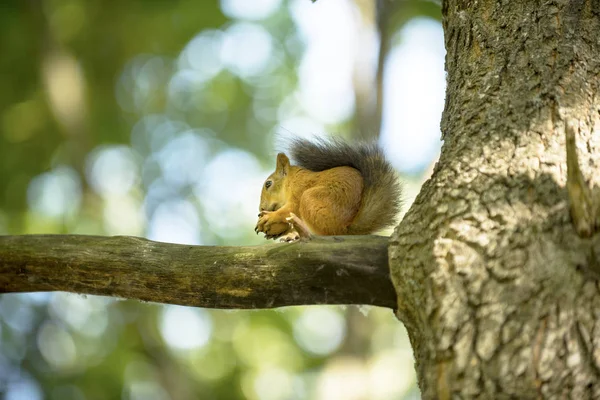 Squirrel Tree Oak Eats Walnut — Stock Photo, Image