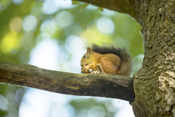 Squirrel Tree Oak Eats Walnut — Stock Photo, Image