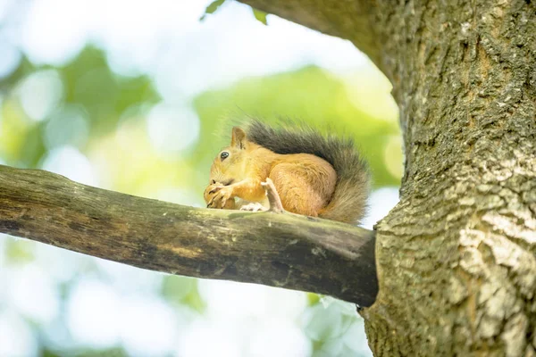 Scoiattolo Una Quercia Albero Mangia Noce — Foto Stock