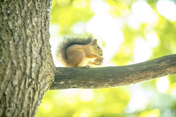 Ardilla Roble Árbol Come Nuez — Foto de Stock