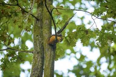 bir ağaç meşe sincap ceviz yiyor
