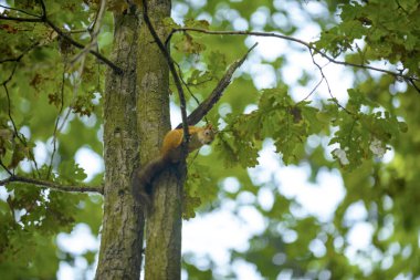 bir ağaç meşe sincap ceviz yiyor