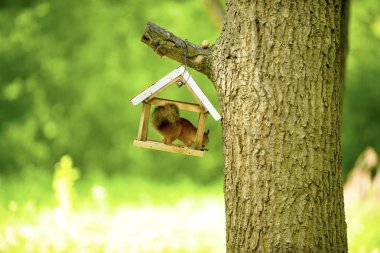 bir ağaç meşe sincap ceviz yiyor