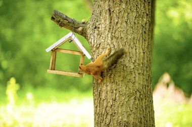 bir ağaç meşe sincap ceviz yiyor