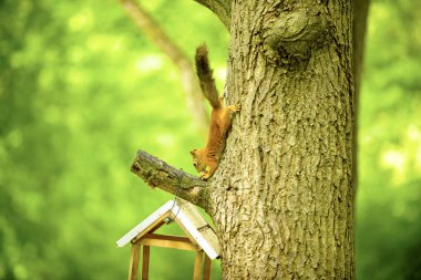 bir ağaç meşe sincap ceviz yiyor