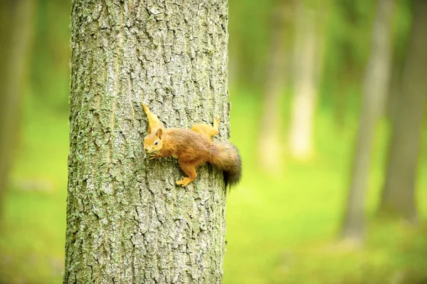 Écureuil Sur Arbre Chêne Mange Noyer — Photo