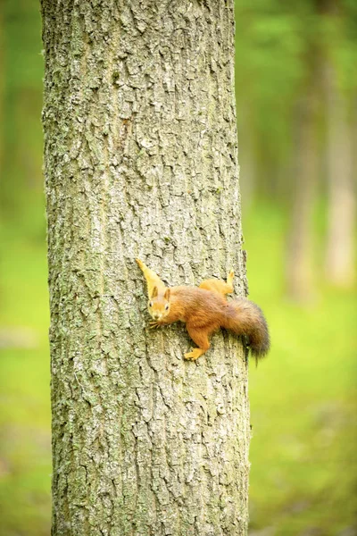 Squirrel Tree Oak Eats Walnut — Stock Photo, Image