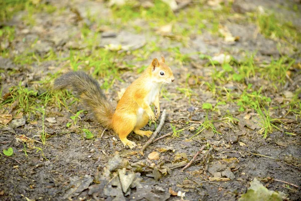 Eichhörnchen Auf Eiche Frisst Walnuss — Stockfoto