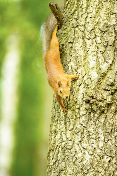 Squirrel on a tree oak eats walnut
