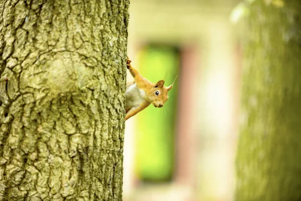 Squirrel Tree Oak Eats Walnut — Stock Photo, Image