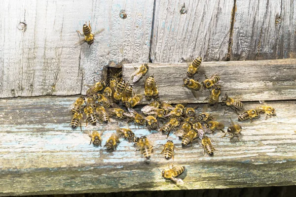 Toegang Tot Bee Hive Oekraïne Augustus 2019 — Stockfoto