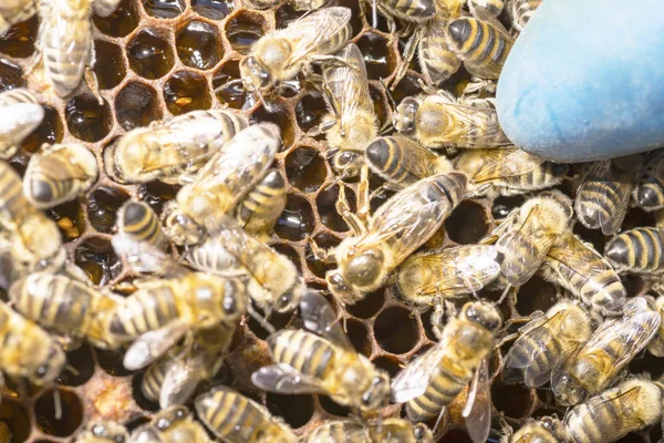 ミツバチに囲まれた蜂の巣の女王蜂 — ストック写真