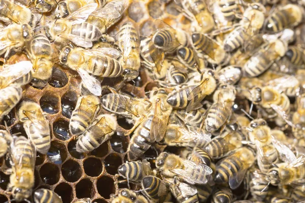 ミツバチに囲まれた蜂の巣の女王蜂 — ストック写真