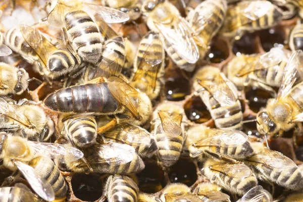 ミツバチに囲まれた蜂の巣の女王蜂 — ストック写真