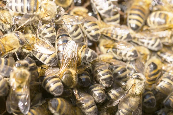 Bienenkönigin Bienenstock Umgeben Von Bienen — Stockfoto