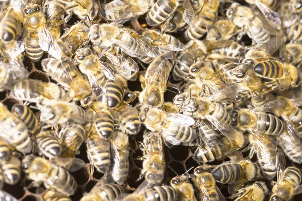 ミツバチに囲まれた蜂の巣の女王蜂 — ストック写真