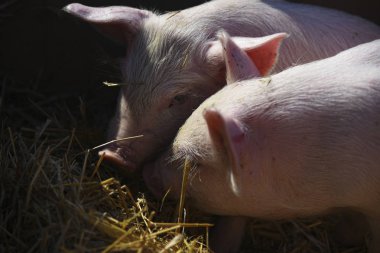 taze saman genç domuz