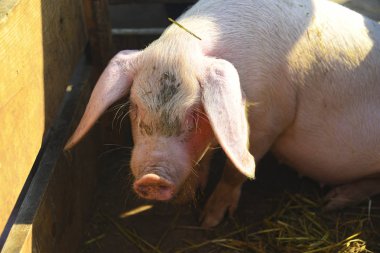 taze saman genç domuz