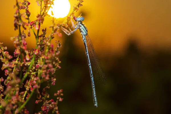 Libellule Dans Rosée Sur Fond Soleil Matin — Photo