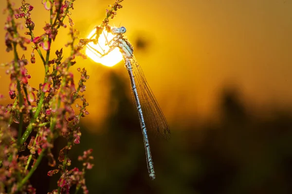 Capung Dalam Embun Terhadap Latar Belakang Matahari Pagi — Stok Foto