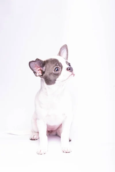 Chihuahua Puppy Studio Photography Small Dogs — Stockfoto