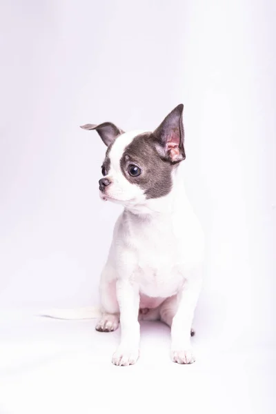 Szczeniak Chihuahua Fotografia Studyjna Małych Psów — Zdjęcie stockowe