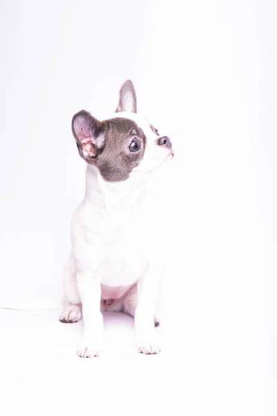Chihuahua Puppy Studio Photography Small Dogs — Stockfoto