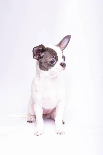 Chihuahua Puppy Studio Photography Small Dogs — Stockfoto