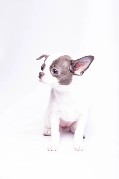 Chihuahua Cachorro Fotografía Estudio Perros Pequeños —  Fotos de Stock