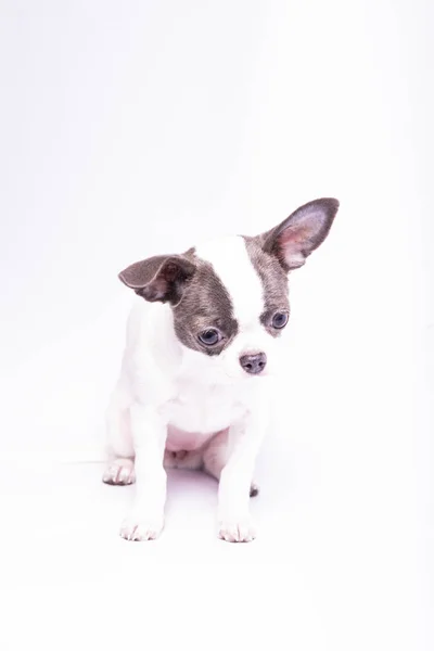 Chihuahua Puppy Studio Photography Small Dogs — Stockfoto