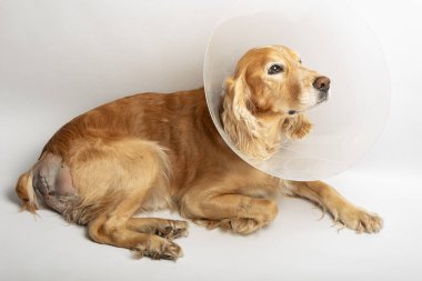 Ameliyattan sonra köpeklerdeki fıtıklardan, spanyellerden kurtulmak için ameliyat