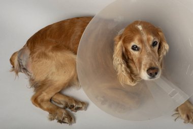 Ameliyattan sonra köpeklerdeki fıtıklardan, spanyellerden kurtulmak için ameliyat