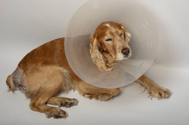 Ameliyattan sonra köpeklerdeki fıtıklardan, spanyellerden kurtulmak için ameliyat