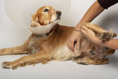 Ameliyattan sonra köpeklerdeki fıtıklardan, spanyellerden kurtulmak için ameliyat