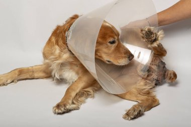 Ameliyattan sonra köpeklerdeki fıtıklardan, spanyellerden kurtulmak için ameliyat
