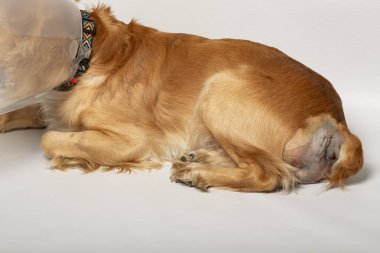 Ameliyattan sonra köpeklerdeki fıtıklardan, spanyellerden kurtulmak için ameliyat