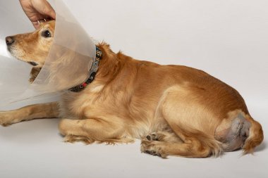 Ameliyattan sonra köpeklerdeki fıtıklardan, spanyellerden kurtulmak için ameliyat