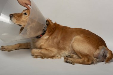 Ameliyattan sonra köpeklerdeki fıtıklardan, spanyellerden kurtulmak için ameliyat