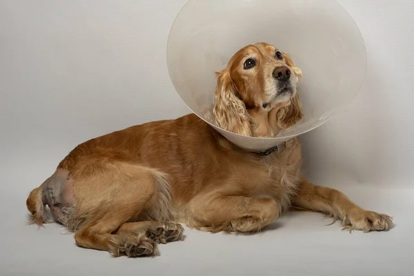 surgery to remove hernias in dogs, spaniels after surgery