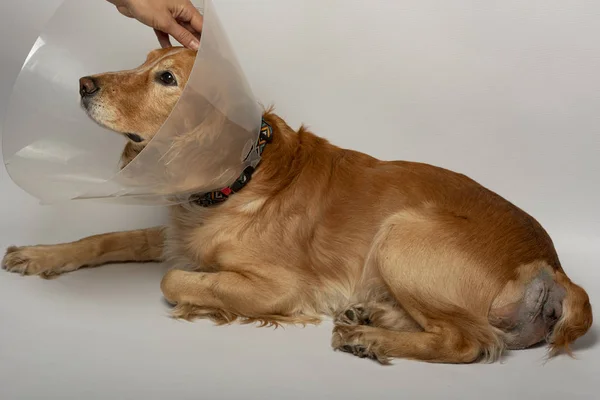 Chirurgie Hernia Verwijderen Bij Honden Spaniels Operatie — Stockfoto