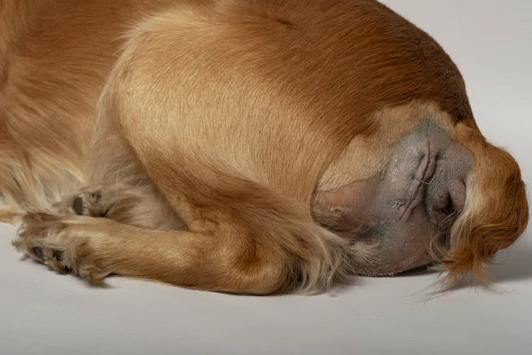 Cirugía Para Extirpar Hernias Perros Spaniels Después Cirugía — Foto de Stock