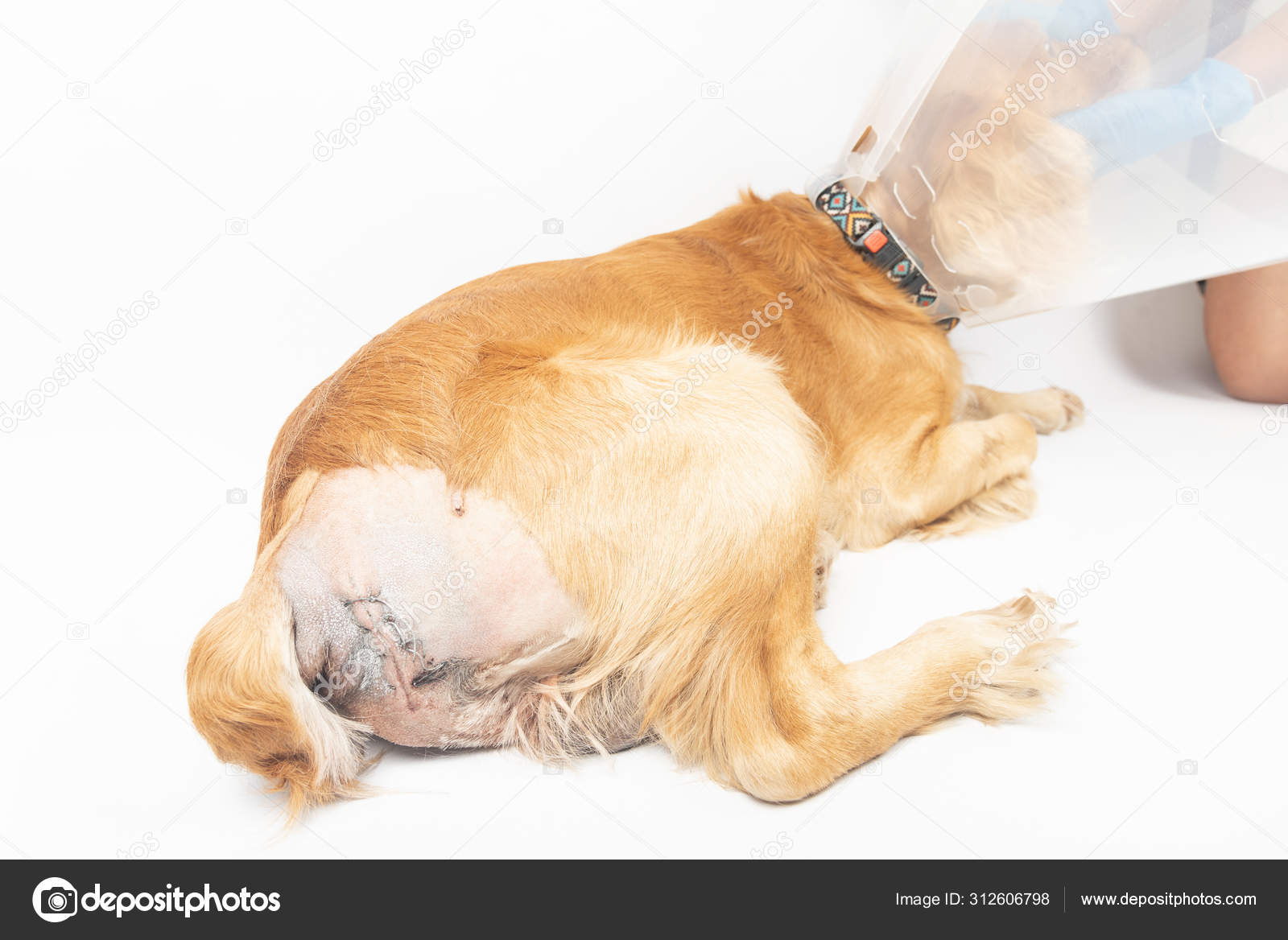 Do Umbilical Hernias In Puppies Go Away