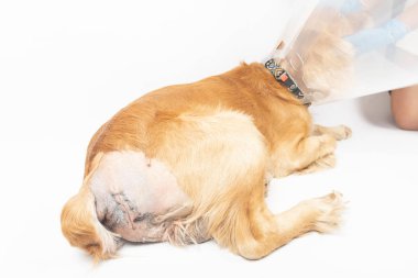 surgery to remove hernias in dogs, spaniels after surgery clipart