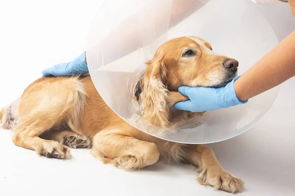 surgery to remove hernias in dogs, spaniels after surgery