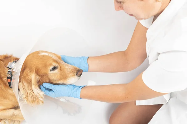 surgery to remove hernias in dogs, spaniels after surgery
