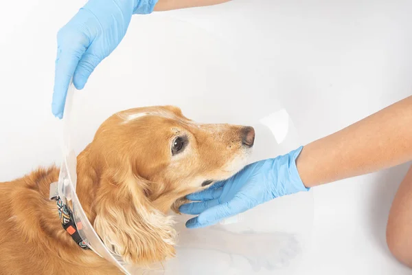 surgery to remove hernias in dogs, spaniels after surgery