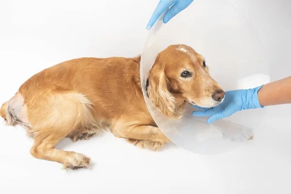 Chirurgie Hernia Verwijderen Bij Honden Spaniels Operatie Stockfoto