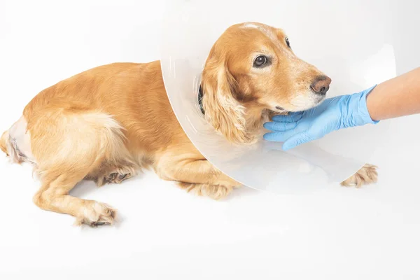 Chirurgie Hernia Verwijderen Bij Honden Spaniels Operatie Rechtenvrije Stockafbeeldingen